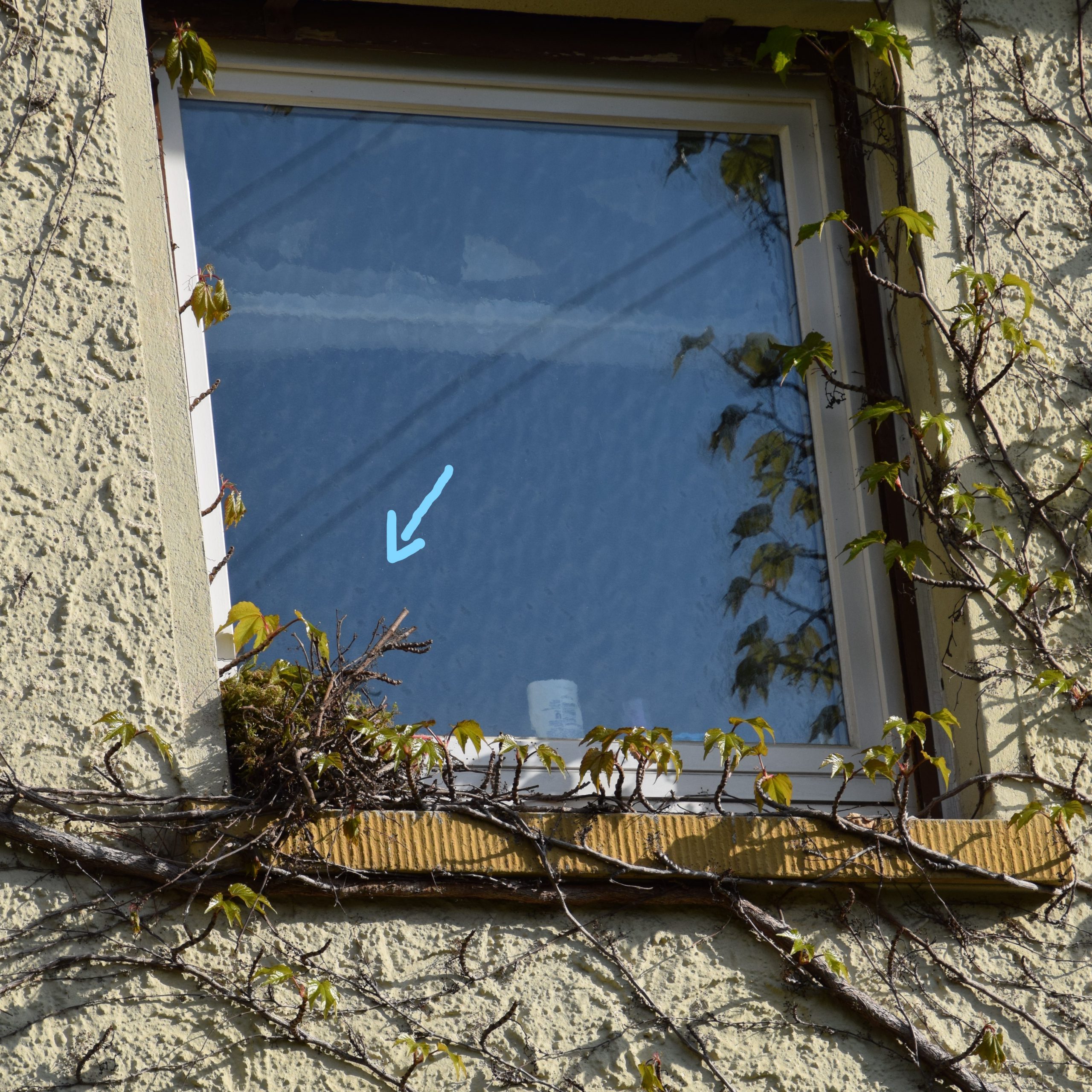 Eichhörnchenkobel auf Fenstersims