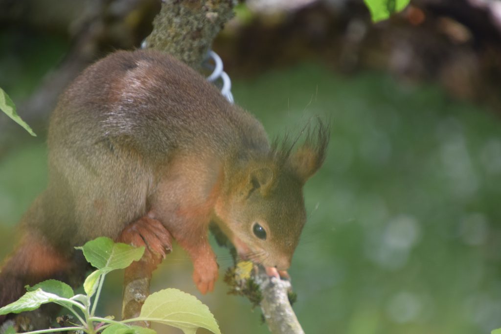 Eichhörnchen auf Futtersuche